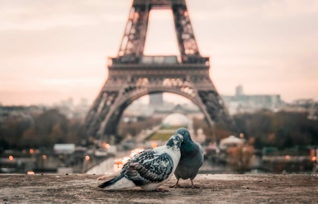 Two doves kissing each other in front of the Eiffel Tower