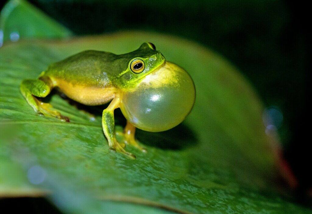 Frog inflating its throat