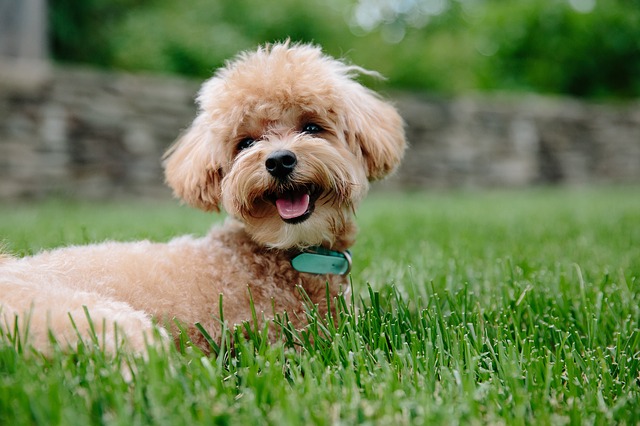A brown French poodle lying on the grass.