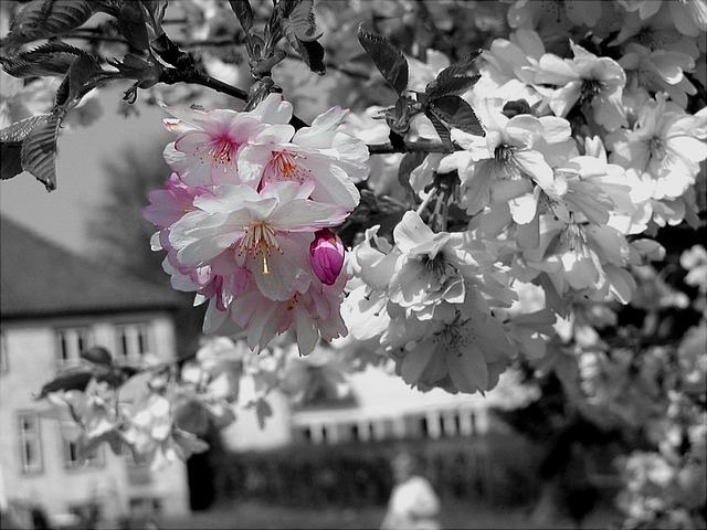 A pink cherry blossom in the middle of black and white blossoms.