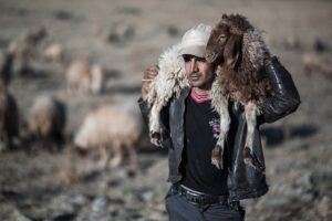 A shepherd carrying a sheep on his shoulders.