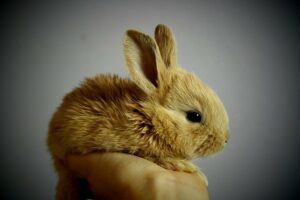 A small brown rabbit.