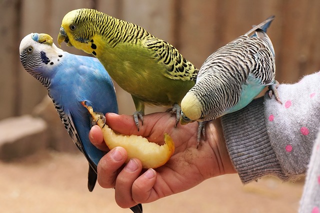 Parakeets fighting.